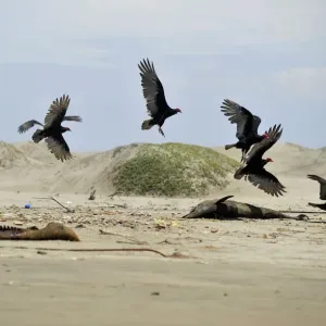 Buzzards fly around two dead dolphins on a beach in Lambayeque