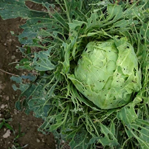 A cabbage eaten by a bug is seen on a vegetable farm at the New Territories in Hong Kong