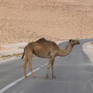 Libya