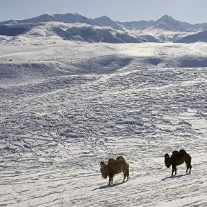 Camels are seen on the snow-covered Yshkonyr plateau outside Almaty
