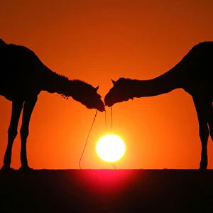 Camels are silhouetted against the setting sun in Rajasthan
