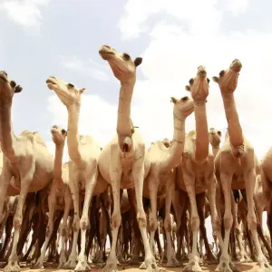 Camels wait for their turn to drink water from a tank near Harfo, northwest of Mogadishu