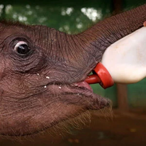 A camp staff feeds Ayeyar Sein, a four-month-old baby elephant who lost her parents to poachers