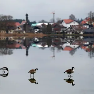 Canada geese are seen on a lake in Seeon Canada geese are seen on a lake in Seeon