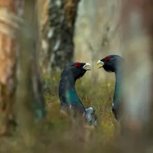 Capercaillies are seen at the mating ground in a forest near the village of Vyganashchy Capercaillies are seen at the mating ground in a forest near the village of Vyganashchy