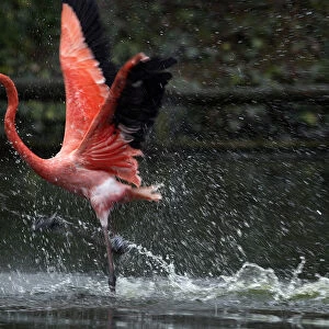 A Caribbean flamingo runs across the water
