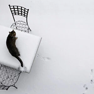 A cat looks up from a snow-covered table in a garden in Hanau