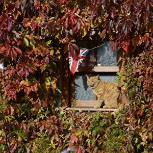 A cat is seen on the window sill of a vine-covered cottage near Helperby
