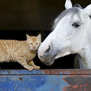 A cat stands near a horse in Beirut