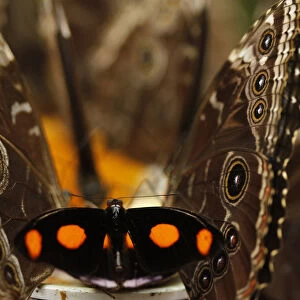 A catonephele numilia butterfly, seen between two morpho peleides butterflies