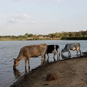 Cattle drink water at the Guapomo dam in San Ignacio de Velasco