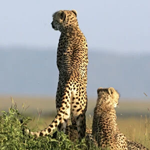 A cheetah and her cubs observe the plains in Masai Mara game reserve