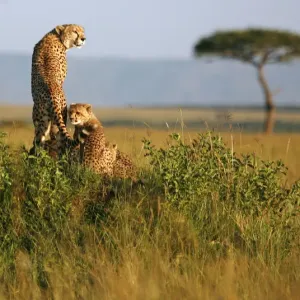 A cheetah and her cubs observe the plains in Masai Mara game reserve