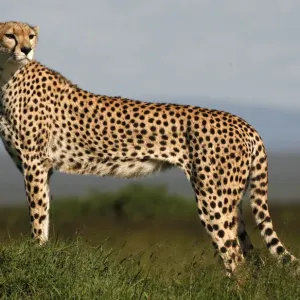A cheetah observes on the plains of Masai Mara game reserve