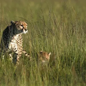 A cheetah sits next to her cubs on the plains of the Masai Mara game reserve