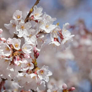 Cherry blossoms begin to bloom in Washington