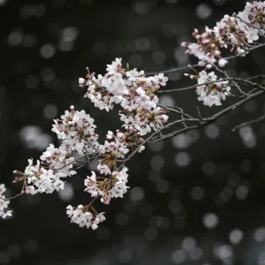 Cherry blossoms in almost full bloom are seen in Tokyo