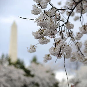 Cherry trees bloom in view of the Washington Monument during the National Cherry Blossom