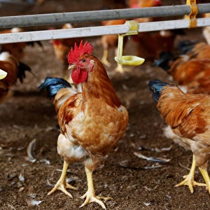 Chickens are seen at a farm in Hanoi, Vietnam