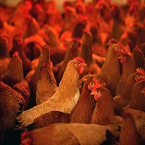 Chickens are seen at a poultry market in Hangzhou