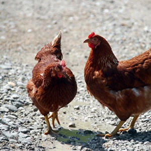 Chickens walk beside the road in Reitham near Warngau