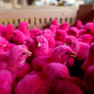 Chicks dyed to draw attention are offered for sale at a small poultry market in Jakarta