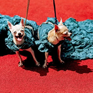 Chihuahua puppies pose for the cameras at an event that celebrates World Animal Day
