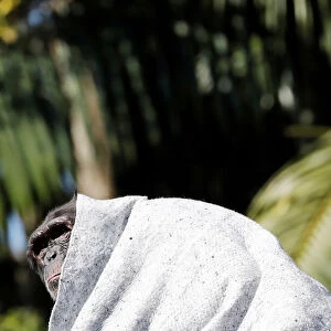 A chimpanzee covers itself with a blanket to protect itself from cold at Sao Paulo Zoo