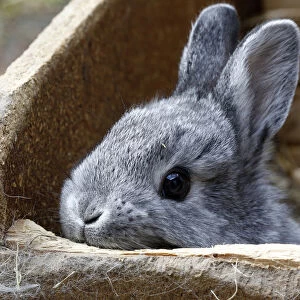 Chinchilla rabbit looks out of box in rabbit farm in Moosburg