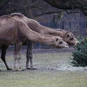 Christmas feeding of zoo animals at Tierpark Berlin