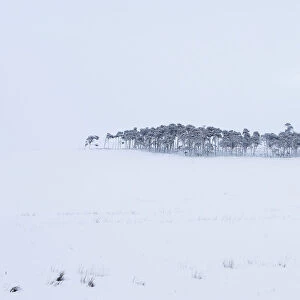 A clump of trees is covered in snow besides the M74 in Lanarkshire