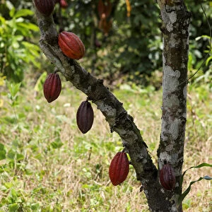 Cocoa Collection: Ivorycoast