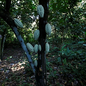 Cocoa pods are seen at the plantation of Yoffre Echarri in Caruao
