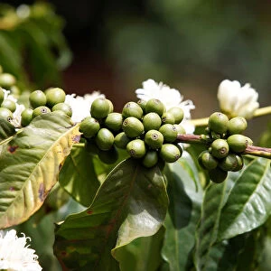 Coffee berries are seen in an plantation in Kirinyaga near Nyeri
