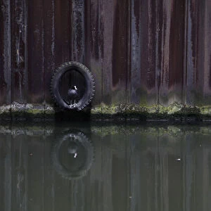 A coot sits in a tyre along the Regents Canal in London