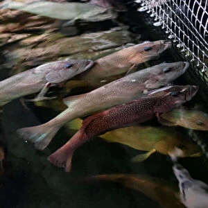 Coral trout are seen inside Apollo Aquaculture Groups three-tiered vertical fish farm in