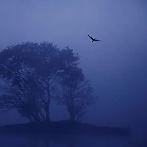 A cormorant takes flight from a tree during a foggy winter morning at Taudaha wetlands in