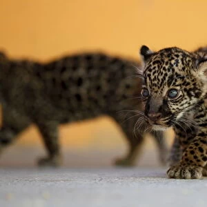 A couple of four-week-old jaguars are pictured as they are presented to the media