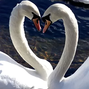 A COUPLE OF SWANS PLAY ON A POND IN THE CENTRAL PARK OF ST. PETERSBURG