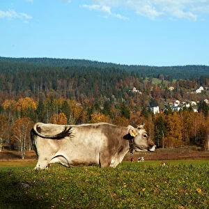 A cow grazes in a field on a sunny autumn day in the Valley de Joux near Le Chenit