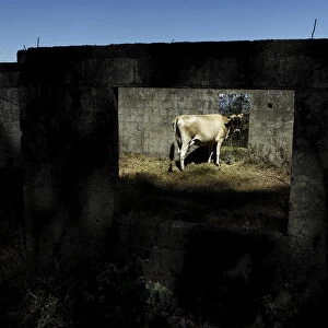A cow is seen in an abandoned house in the village of Rancho Redondo near of San Jose
