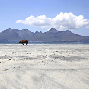 A cow stands on Lag Bay beach, the island of Rum is seen in the background, on the island of Eigg