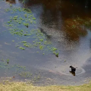 Cow wades in floodwater caused by Hurricane Florence near Fayetteville Cow wades in floodwater caused by Hurricane Florence near Fayetteville