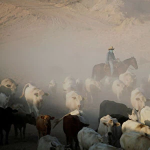 A Cowboy pushes a herd of cattle in the municipality of Guadalupe