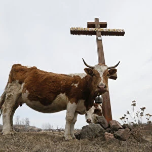 Cows graze next to an Orthodox cross near the Siberian village of Balakhta