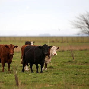 Cows are seen in a farm in Azul, in Buenos Aires