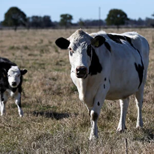 Cows are seen in a farm in Lujan, on the outskirts of Buenos Aires