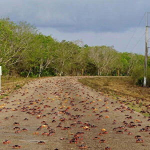 Crabs coming from the surrounding forests cross a highway on their way to spawn in the