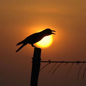 A crow is silhouetted against the rising sun in Chennai