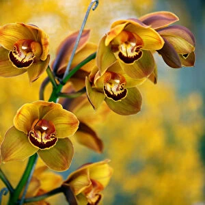 A Cymbidium orchid is displayed during the National Orchid Exhibition at the Jose